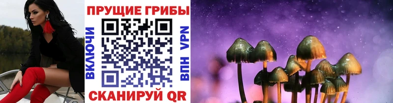 мега   Когалым  Псилоцибиновые грибы Psilocybe 